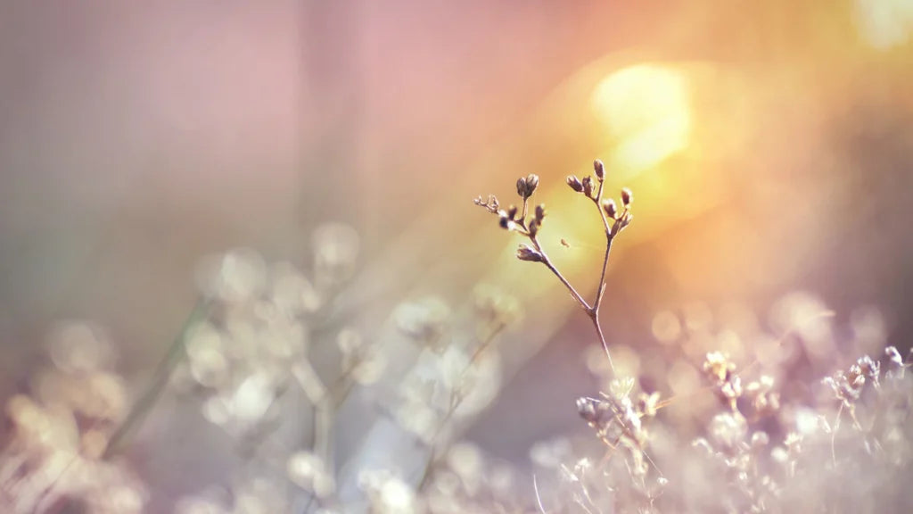 Wybierz Bieliznę Jak Pro – Co Naprawdę Się Liczy?